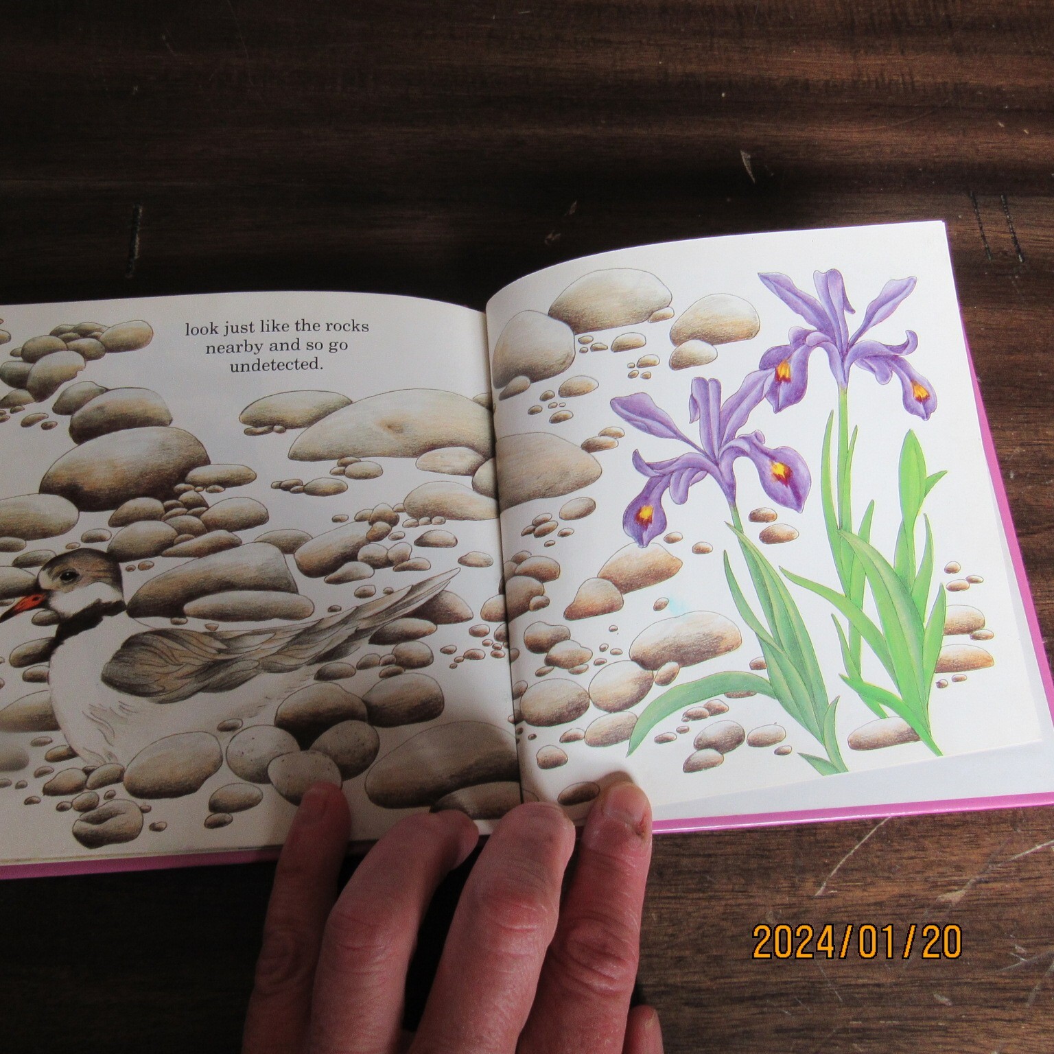 Ruth Heller’s-How to Hide a Whippoorwill & Other Birds-HC Book-1986-Heller