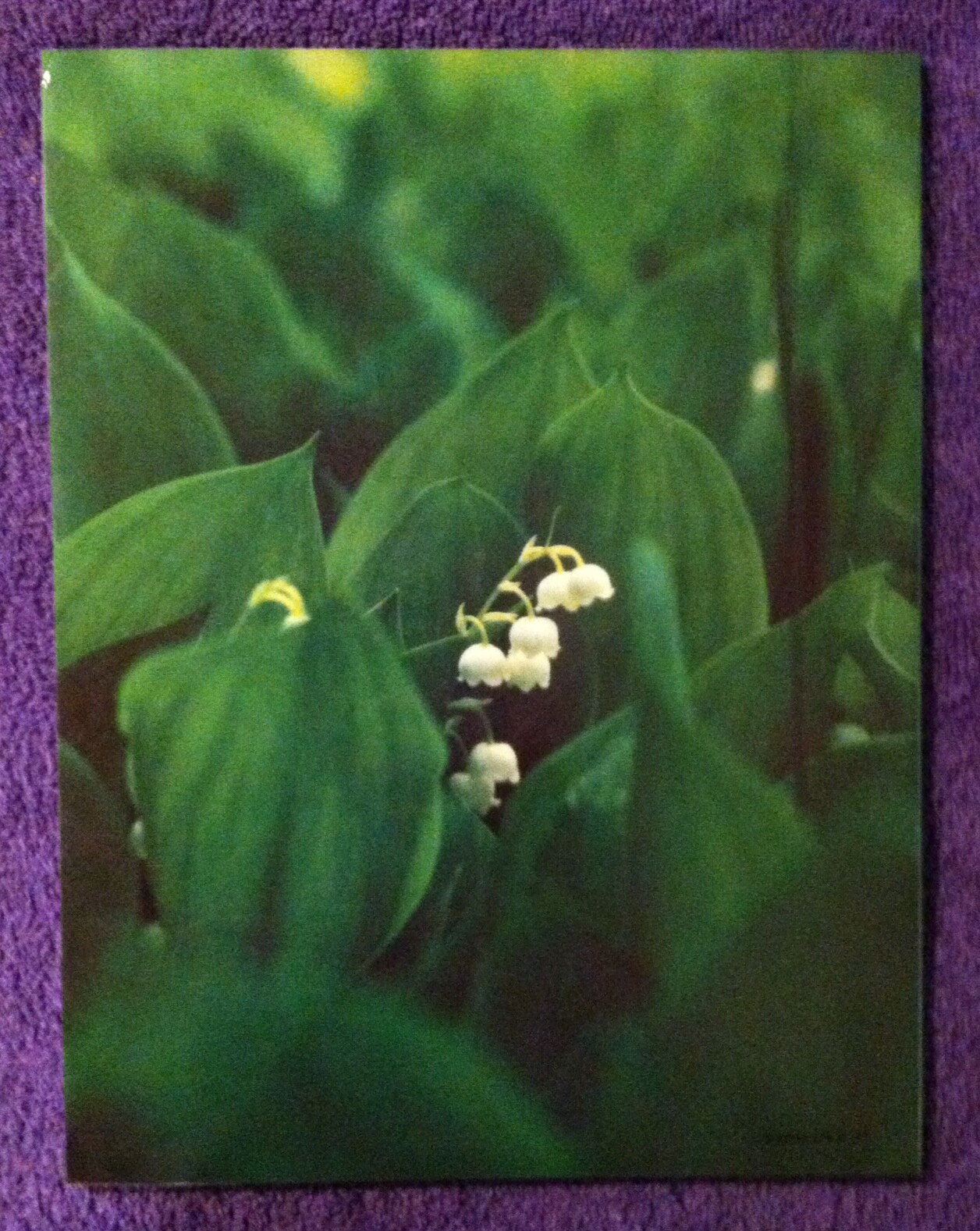 Robert Frost Reads 🔥POETRY🔥 Cassette Tapes and Ideals *Carefree Days* SC Book
